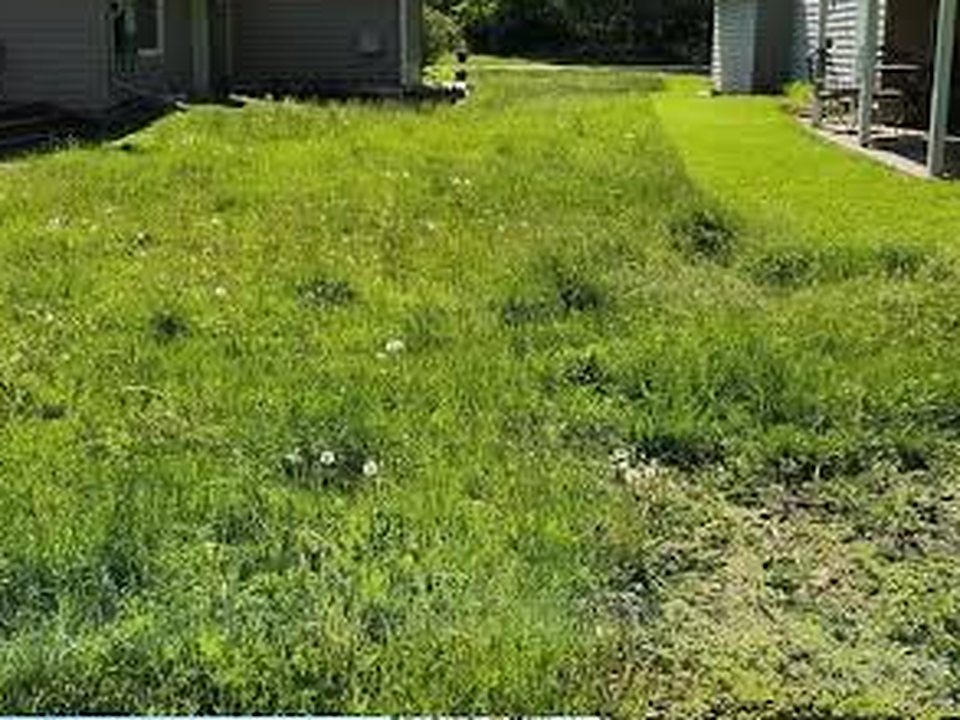 Before: backyard lawn