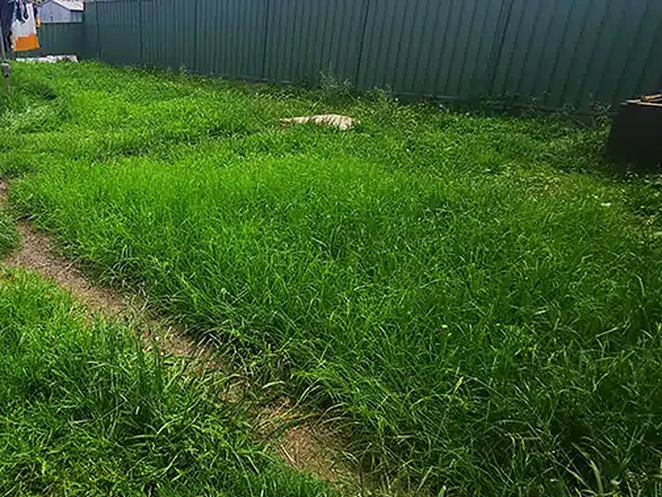 Before: backyard lawn mow and edge